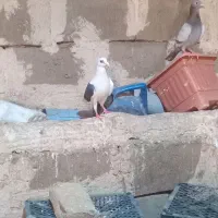 کبوتر