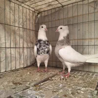 طوقی و رنگی