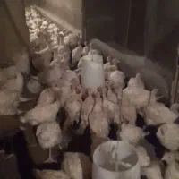 بوقلمون بیوتی پرواری