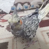 دو عدد عروس هلندی