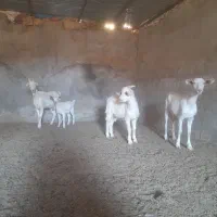 بز و کرهی|حیوانات مزرعه|مهریز, |دیوار