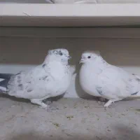 کبوتر کفتر کاشونی و تهرونی|پرنده|فولادشهر, B1|دیوار