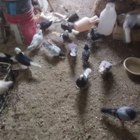 سلام دوستان چندتا کفتر شازاده سیا