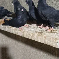 جوجه زاغ هندی وطوقی|پرنده|بندر ماهشهر, |دیوار