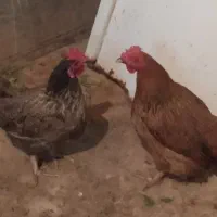 مرغ جوان و تخم گذار