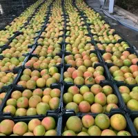 کارگر  برای  لوازم چینی میخام
