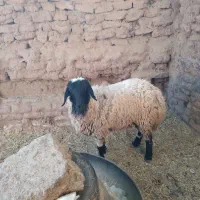 یک راس گسفند برای کشتن