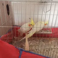 عروس پاریس جفت|پرنده|سوسنگرد, |دیوار