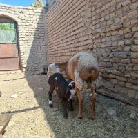 میش زاییده