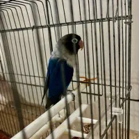 طوطی برزیلی