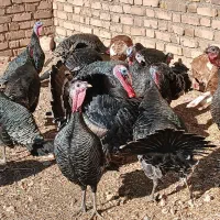 تعداد بوقلمون برنز اصیل وپنج عددبوربون چاق