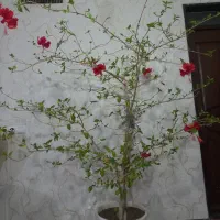 گل ختمی موقعیت قره ضیاءالدین|گل و گیاه طبیعی|قره ضیاالدین, |دیوار