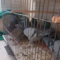 گروهان سبز پرشی|پرنده|تهران, مشیریه|دیوار