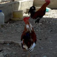 خروس