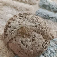 فسیل خار پوست|کلکسیون و سرگرمی|کوهدشت, |دیوار