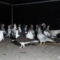 کفتر رنگی|پرنده|گنبد کاووس, |دیوار
