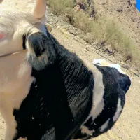 یک راس گستر هلشتاین|حیوانات مزرعه|جیرفت, |دیوار