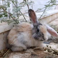 خرگوش نژاد لوپ|موش و خرگوش|قم, باجک سه|دیوار