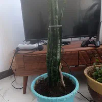 کالای دیجیتال