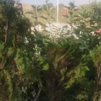 فروش گلخانه واقع در جاده اورمیه اشنویه (املاک تقوی|فروش دفتر صنعتی، کشاورزی، تجاری|ارومیه, |دیوار