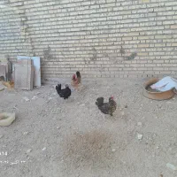 شادگان