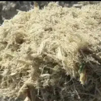 کاه ارزان ۵هزار