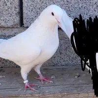 سفید نر زیر بال رنگی