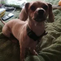 واگذاری پامر اشپیتز