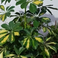 انواع گلهای طبیعی|گل و گیاه طبیعی|ماسال, |دیوار