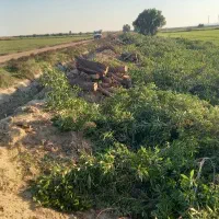 خرید درخت اکالیپتوس ومورد