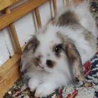 واگذاری خرگوش