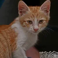 واگذاری رایگان دو‌ بچه گربه|گربه|ری, ظهیرآباد|دیوار