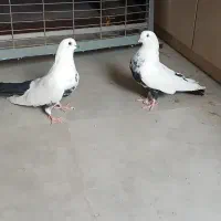 کبوتر دم سیاه