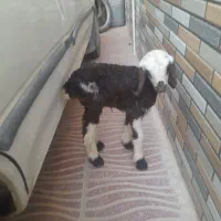 بره شیری ماده