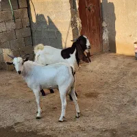 درودبر شما خوبان|حیوانات مزرعه|لامرد, |دیوار