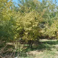 فروش باغ در لوکیشن عالی|فروش خانه و ویلا|دهاقان, |دیوار