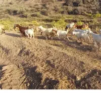 ۳ عدد بز کهر دار درجه یک