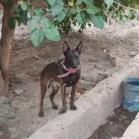 سگ نرشیواوا نردمادمالینیوز|سگ|دزفول, |دیوار