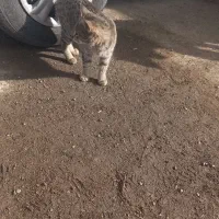 گربه خانگی|گربه|ازنا, |دیوار