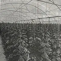 اجاره-گلخانه