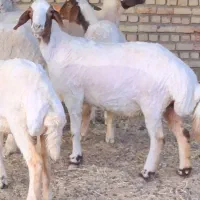 کاور کله بور درشت ابستن