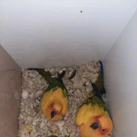 جفت خورشیدی سان کانور