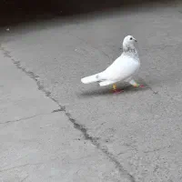 تخم|حیوانات مزرعه|مشهد, کارمندان دوم|دیوار