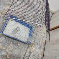 قفس پرنده|لوازم جانبی حیوانات|شیروان (خراسان), |دیوار