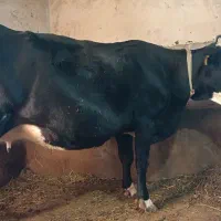 گاو و گوساله