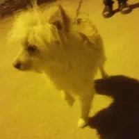 سگ پامر روباهی