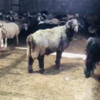 قوچ