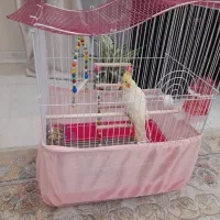 قفس پرنده