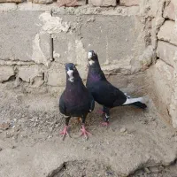 کبوتر پلنگ