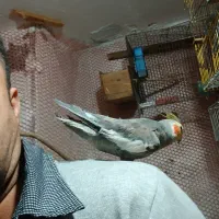 عروس هلندی رام وسخنگو مولد|پرنده|کلاچای, |دیوار